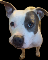 Lost Female Dog last seen Caldwell Road/Foxcross Dr, State Rd S-11-141, SC 29702
