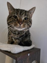 Found/Stray Male Cat last seen Seneca near Harlem , West Seneca, NY 14224