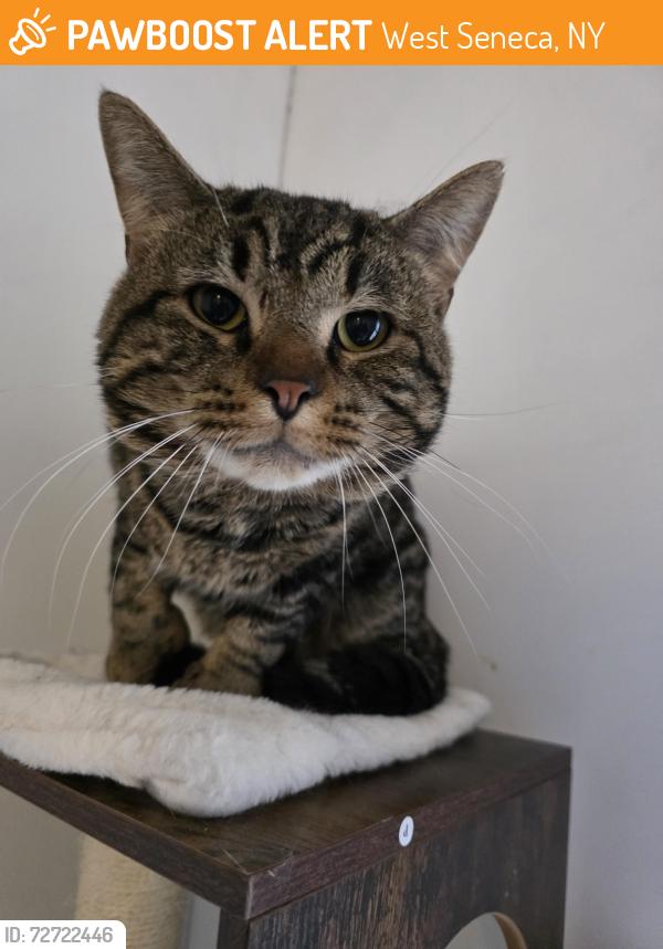 Found/Stray Male Cat last seen Seneca near Harlem , West Seneca, NY 14224