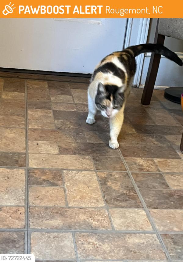Found/Stray Female Cat last seen Guess and Sneed , Rougemont, NC 27572