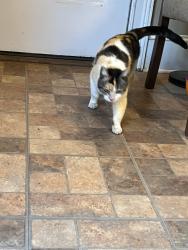 Found/Stray Female Cat last seen Guess and Sneed , Rougemont, NC 27572