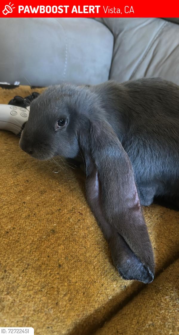 Lost Male Rabbit last seen Eucalyptus and marlin , Vista, CA 92084