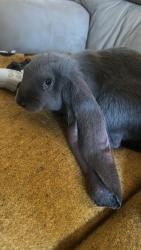 Lost Male Rabbit last seen Eucalyptus and marlin , Vista, CA 92084