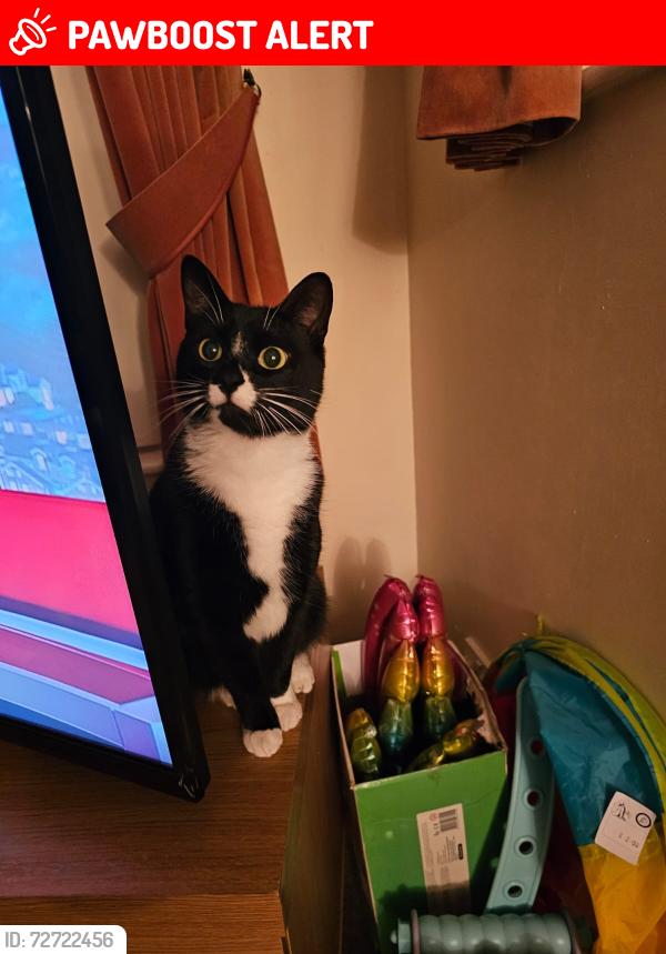 Lost Male Cat last seen Near normandy road, East Sussex, England TN34 2ND