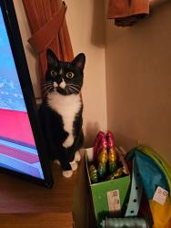 Lost Male Cat last seen Near normandy road, East Sussex, England TN34 2ND