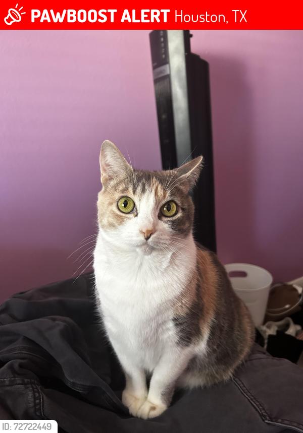 Lost Female Cat last seen Shadow briar lane, TX Houston, Houston, TX 77073