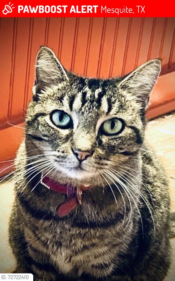 Lost Female Cat last seen Flourishing Way & Crimson Sweet, Mesquite, TX 75126
