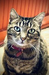 Lost Female Cat last seen Flourishing Way & Crimson Sweet, Mesquite, TX 75126
