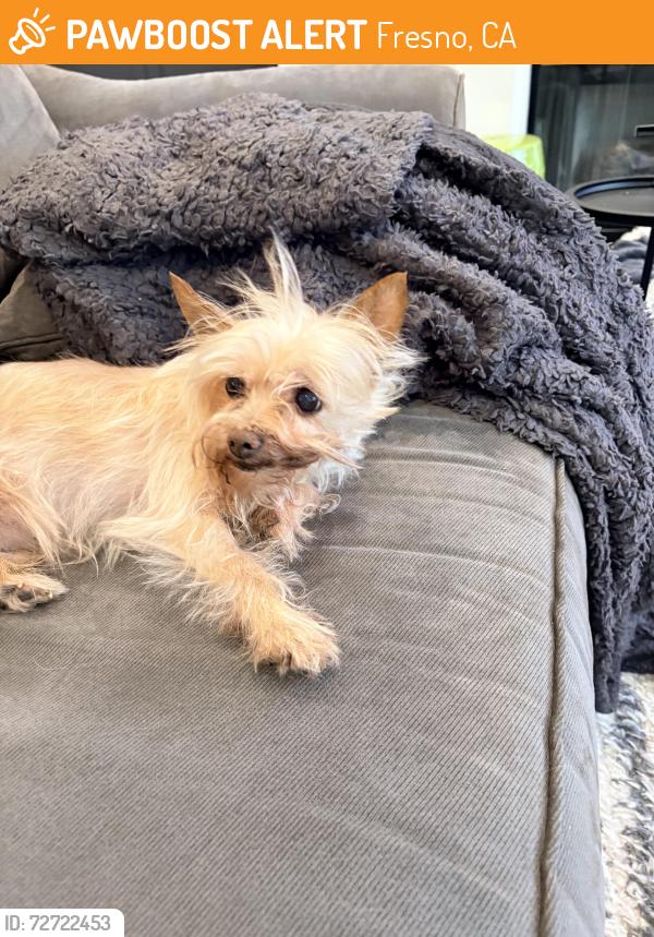 Found/Stray Male Dog last seen Perrin/Liberty Hill, Fresno, CA 93720