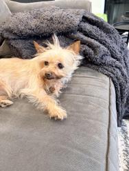 Found/Stray Male Dog last seen Perrin/Liberty Hill, Fresno, CA 93720