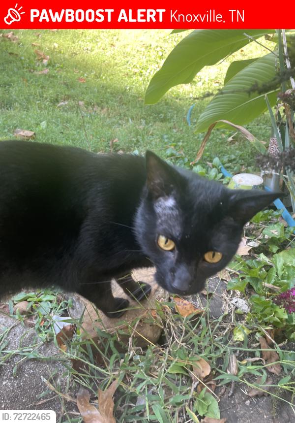 Lost Female Cat last seen Canmore lane, Knoxville, TN 37919