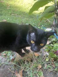 Lost Female Cat last seen Canmore lane, Knoxville, TN 37919