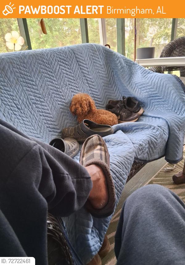 Found/Stray Male Dog last seen Springville rd , Birmingham, AL 35206