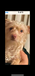 Lost Male Dog last seen Templecity, Temple City, CA 91780