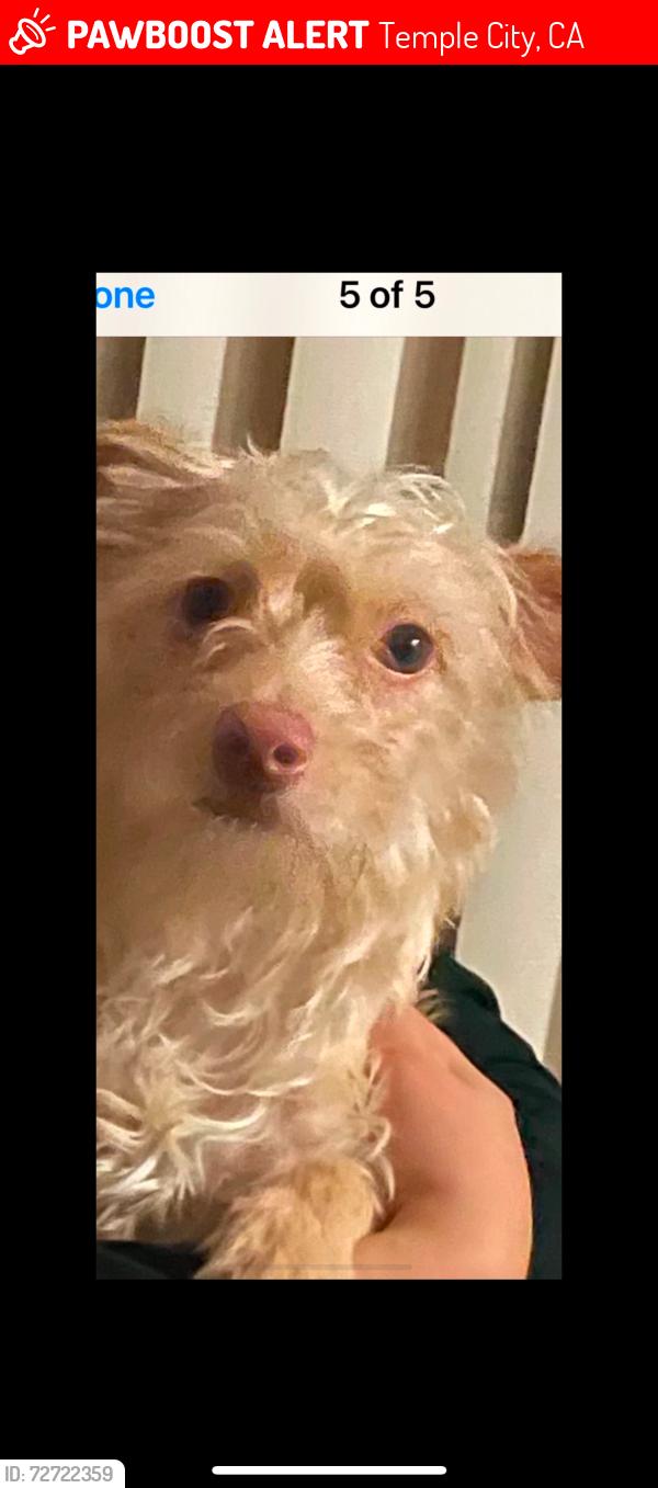 Lost Male Dog last seen Templecity, Temple City, CA 91780
