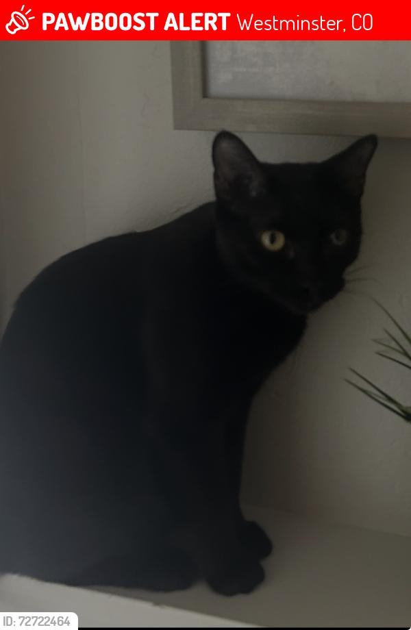 Lost Male Cat last seen 112th and Federal , Westminster, CO 80234