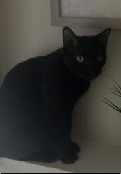 Lost Male Cat last seen 112th and Federal , Westminster, CO 80234