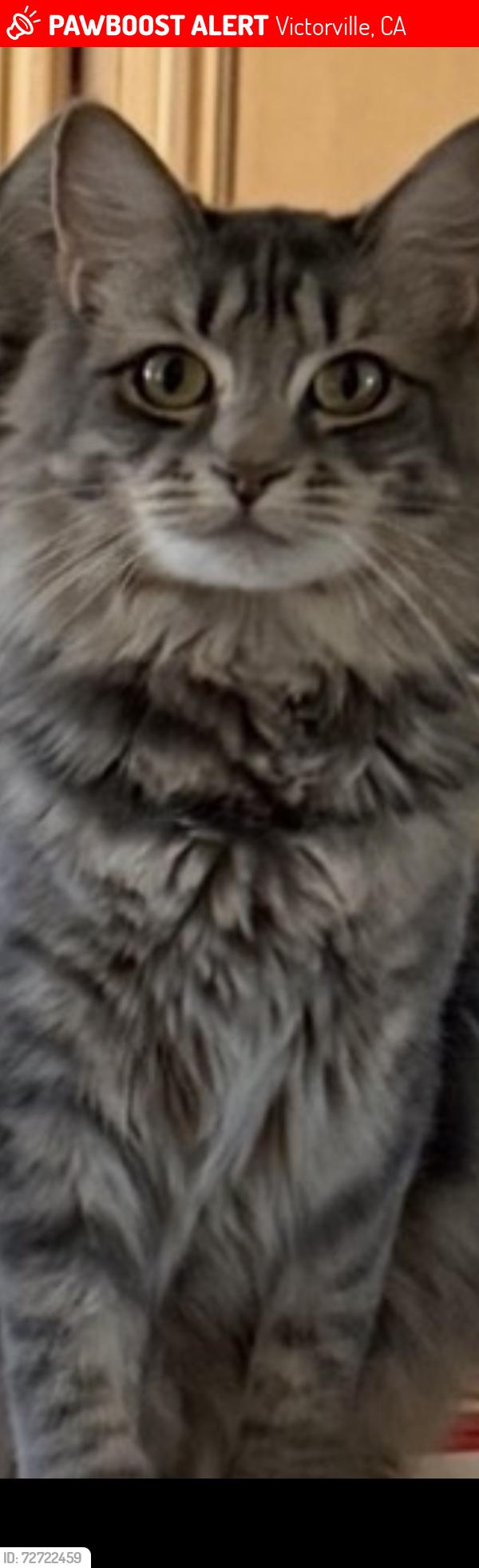 Lost Female Cat last seen Mojave and hook, Victorville, CA 92392