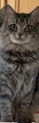 Lost Female Cat last seen Mojave and hook, Victorville, CA 92392
