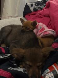 Lost Male Dog last seen S Western an S rockwell, Chicago, IL 60612