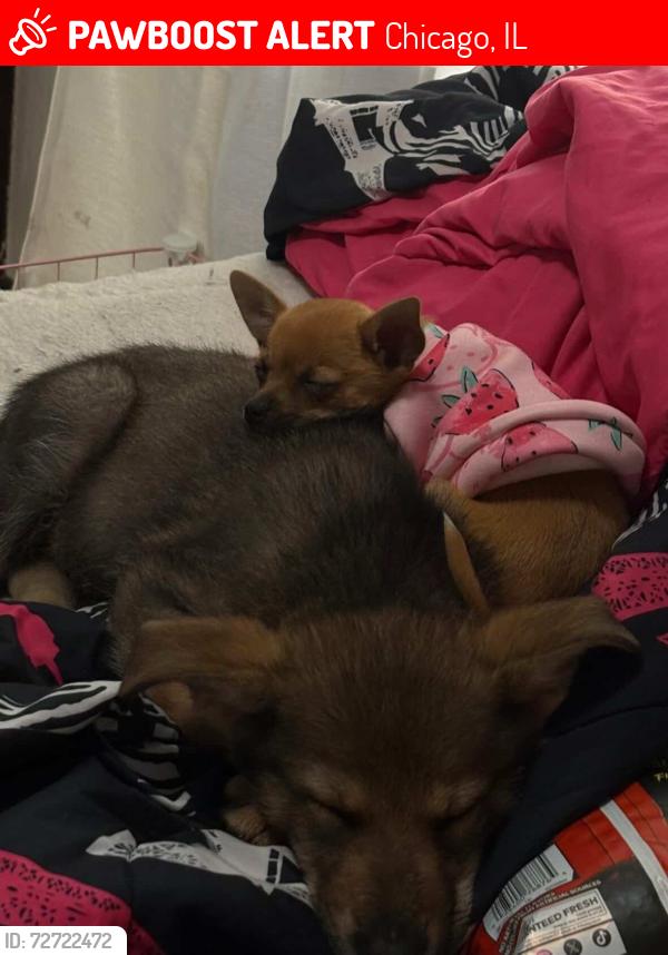Lost Male Dog last seen S Western an S rockwell, Chicago, IL 60612