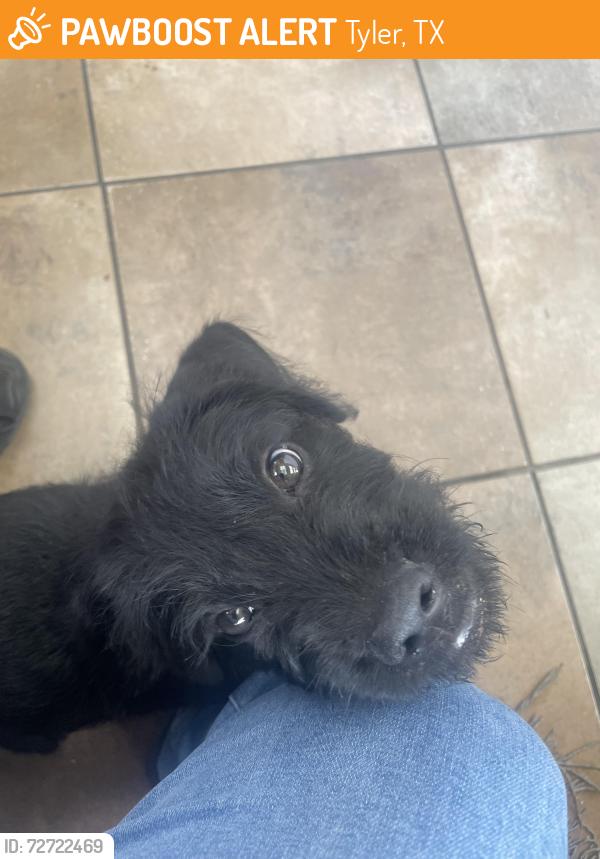 Found/Stray Male Dog last seen DK gas station and Express 64 Beer and Wine, Tyler, TX 75704