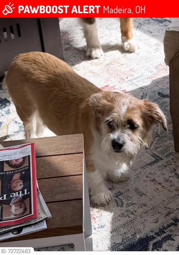 Lost Female Dog last seen Ashley biew, Madeira, OH 45243