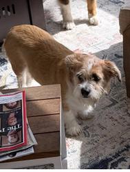Lost Female Dog last seen Ashley biew, Madeira, OH 45243