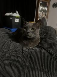 Lost Male Cat last seen 39th Ave & 15th st, Kenosha, WI 53144