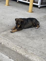 Found/Stray Female Dog last seen CVS in Airine/Holly, Corpus Christi, TX 78414