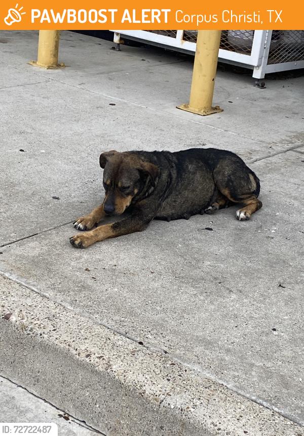 Found/Stray Female Dog last seen CVS in Airine/Holly, Corpus Christi, TX 78414