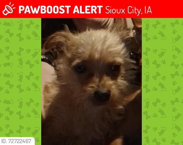 Lost Male Dog last seen 17th st. And Jackson st, Sioux City, IA 51105