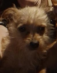 Lost Male Dog last seen 17th st. And Jackson st, Sioux City, IA 51105
