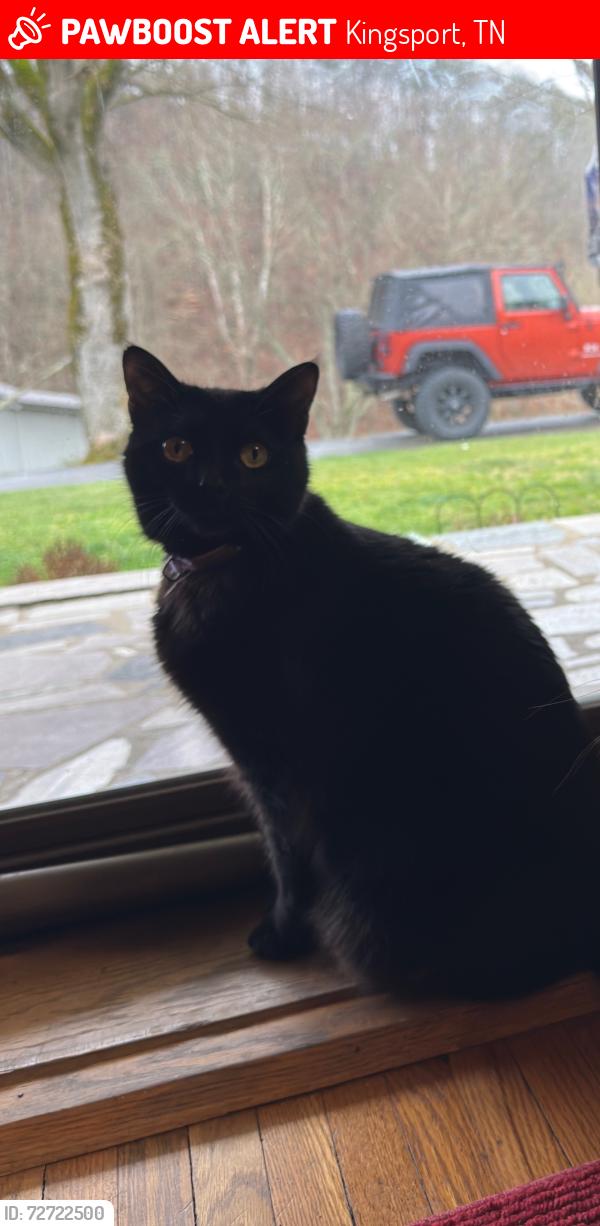 Lost Female Cat last seen Reservoir Rd & Bays Mountain Rd, Kingsport, TN 37660