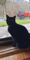 Lost Female Cat last seen Reservoir Rd & Bays Mountain Rd, Kingsport, TN 37660