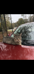Lost Female Cat last seen manning gin rd monroe ga, Barrow County, GA 30620