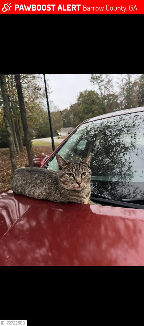 Lost Female Cat last seen manning gin rd monroe ga, Barrow County, GA 30620