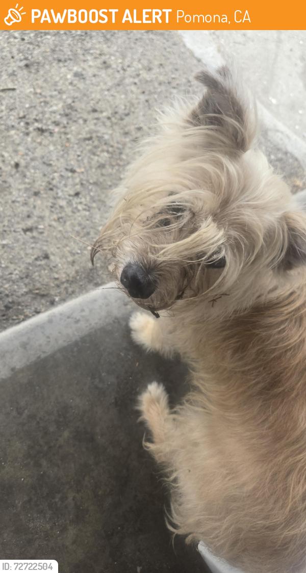 Found/Stray Male Dog last seen Yorkshire way and towne, Pomona, CA 91767