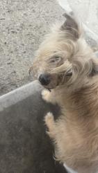 Found/Stray Male Dog last seen Yorkshire way and towne, Pomona, CA 91767