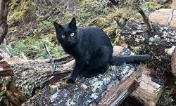 Lost Female Cat last seen Gillespie Rd, Kangaroo Rd, Sooke Highway (#14), Sooke, BC 