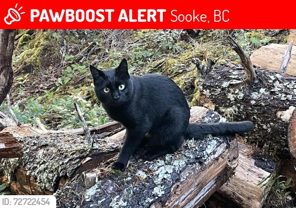 Lost Female Cat last seen Gillespie Rd, Kangaroo Rd, Sooke Highway (#14), Sooke, BC 