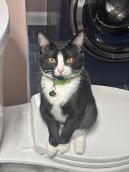 Lost Female Cat last seen Williams place and Lanier Blvd, Norcross, GA 30071