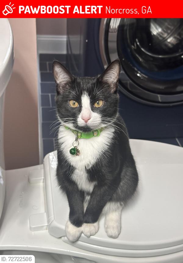 Lost Female Cat last seen Williams place and Lanier Blvd, Norcross, GA 30071