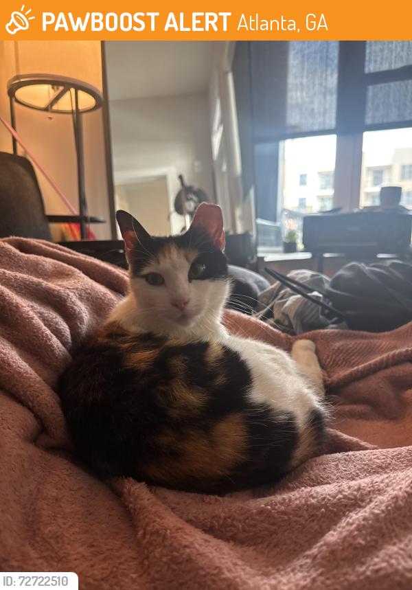 Found/Stray Female Cat last seen lenox mall area , Atlanta, GA 30326