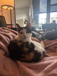 Found/Stray Female Cat last seen lenox mall area , Atlanta, GA 30326