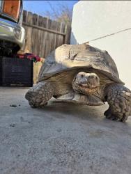 Lost Male Other last seen Palm and Jurupa Ave, Riverside, CA 92506