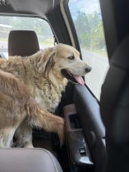 Found/Stray Unknown Dog last seen 40th/ BP- Little Mexico, Marion County, FL 34482