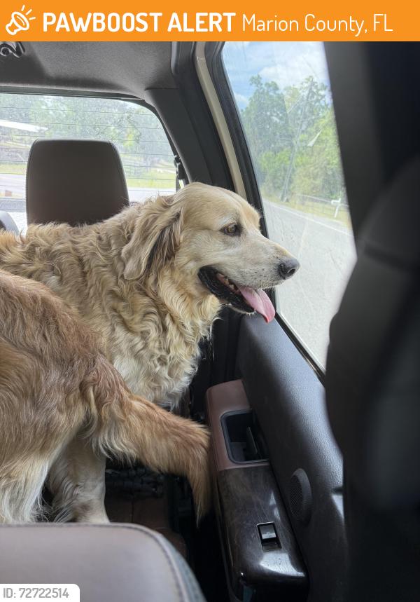 Found/Stray Unknown Dog last seen 40th/ BP- Little Mexico, Marion County, FL 34482