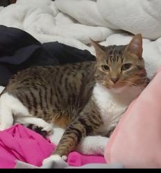 Lost Female Cat last seen Arbor parkway, Douglasville, GA 30135