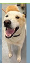 Lost Male Dog last seen Air Depot and Fairchild , Midwest City, OK 73110